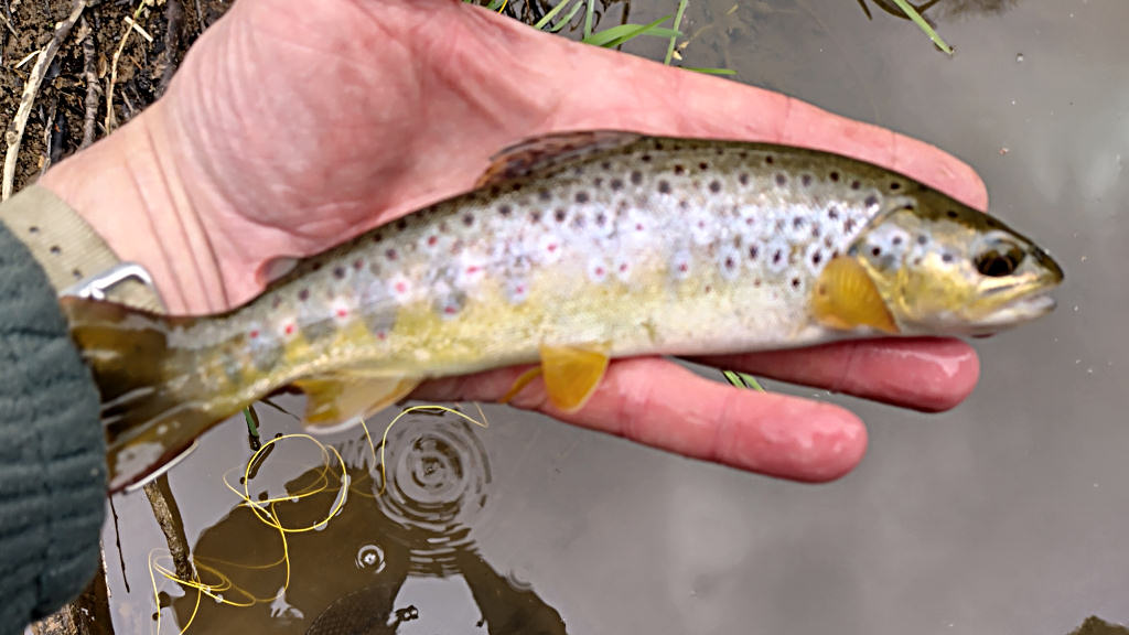 Photo of a decent little trout